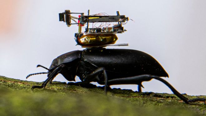 甲虫携带的微型轻巧摄像机