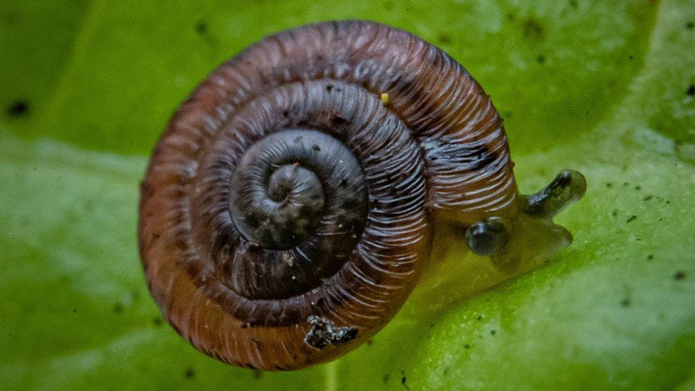 稀有蜗牛