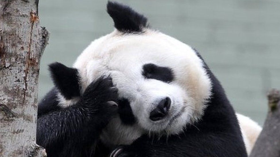 爱丁堡动物园的大熊猫