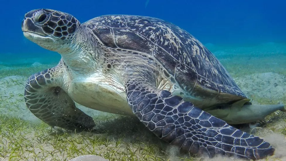 海洋动物