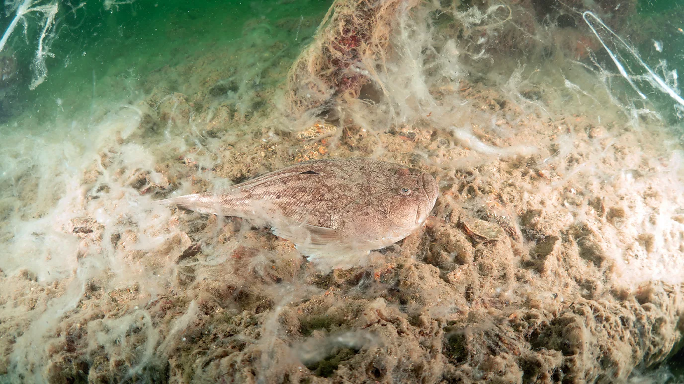海鼻涕