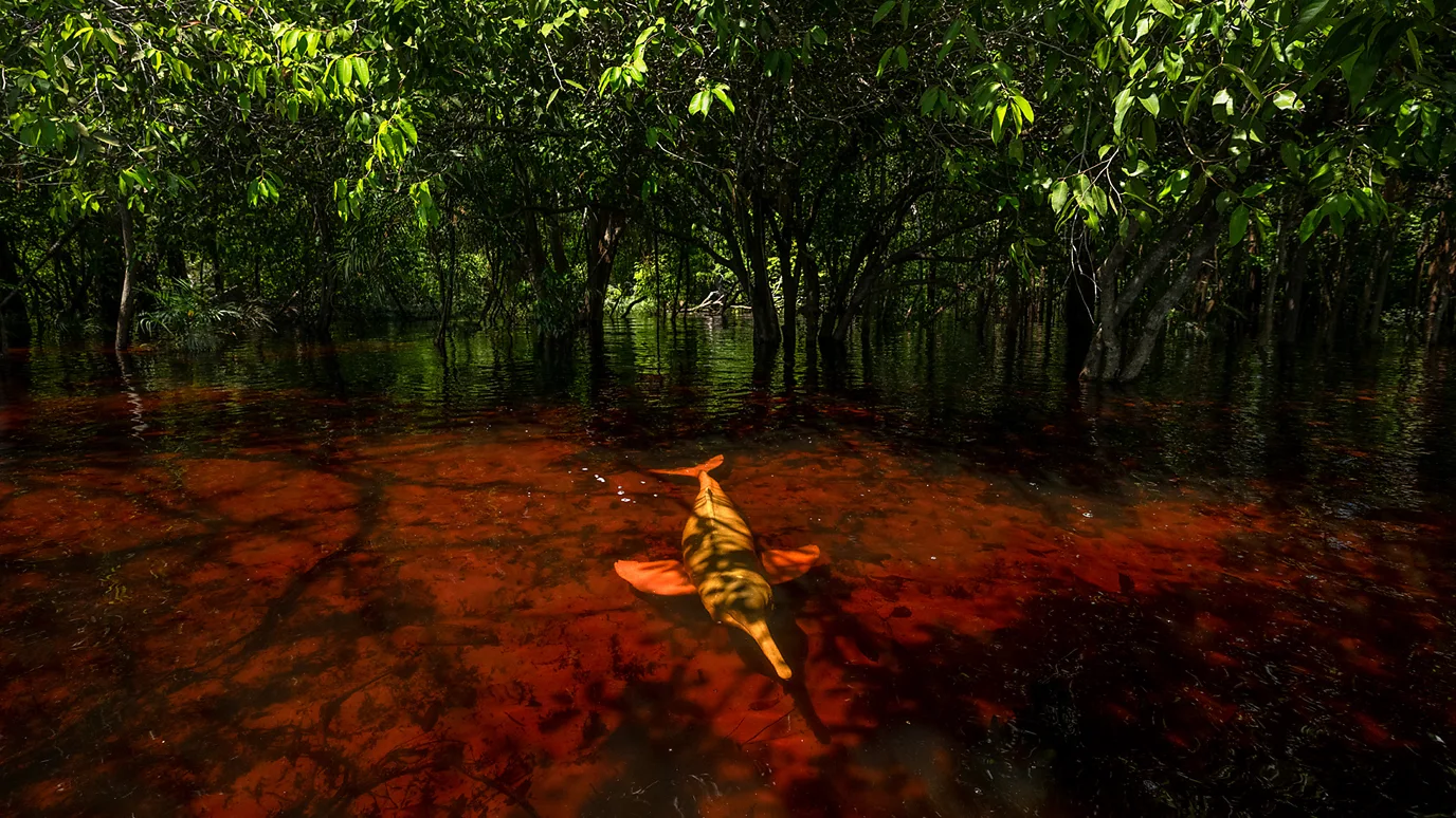 粉红海豚